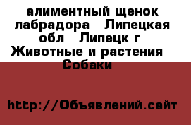 алиментный щенок лабрадора - Липецкая обл., Липецк г. Животные и растения » Собаки   